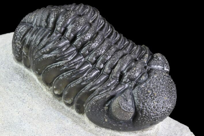 Detailed Morocops Trilobite - Visible Eye Facet #86761